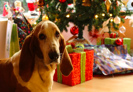 Come rendere il Natale sicuro per i tuoi animali 